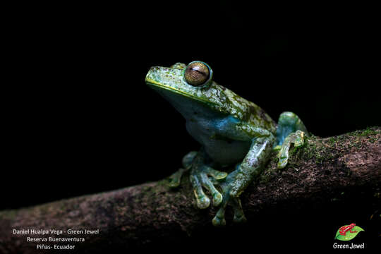 صورة Boana pellucens (Werner 1901)