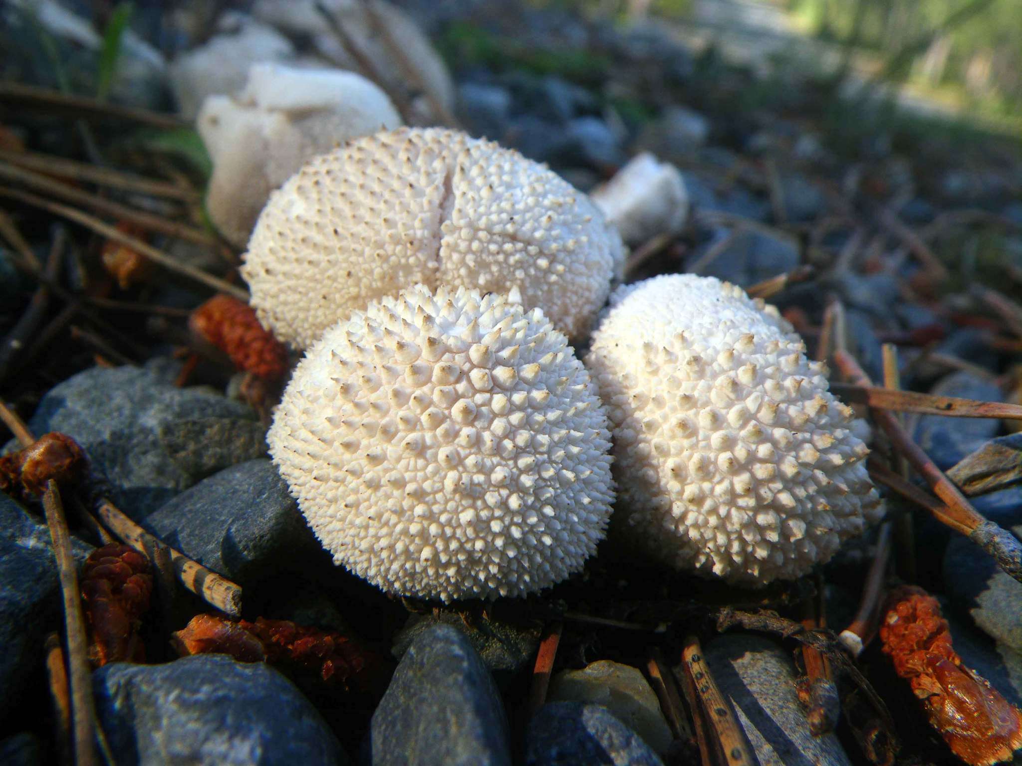 Imagem de Lycoperdon perlatum Pers. 1796