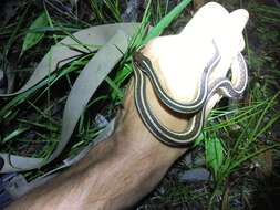 Image of Thamnophis saurita saurita (Linnaeus 1766)