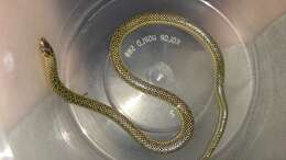 Image of Transvaal Quill-snouted Snake