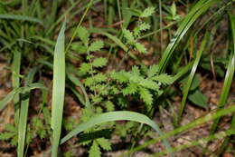 Image of incised agrimony