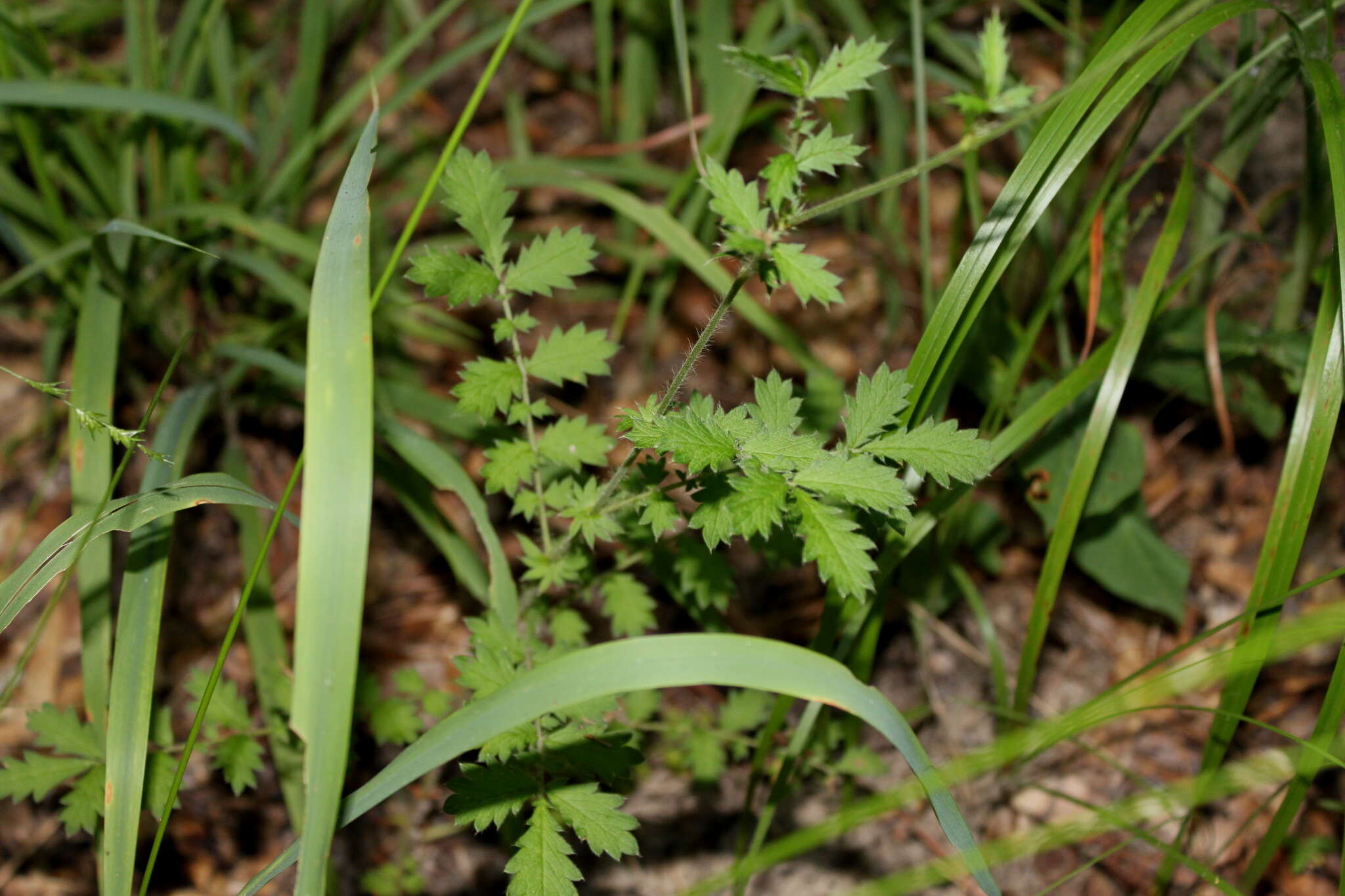 Image of incised agrimony