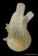Image of Sea squirt
