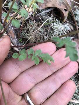 Phacelia maculata Wood的圖片