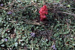Image of mahala mat