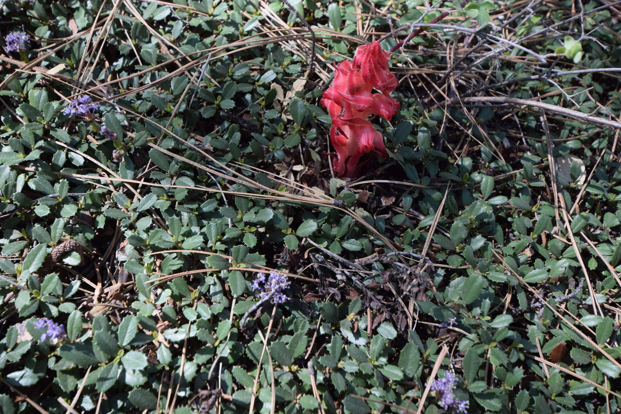Image of mahala mat