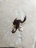 Euscorpius flavicaudis (De Geer 1778) resmi