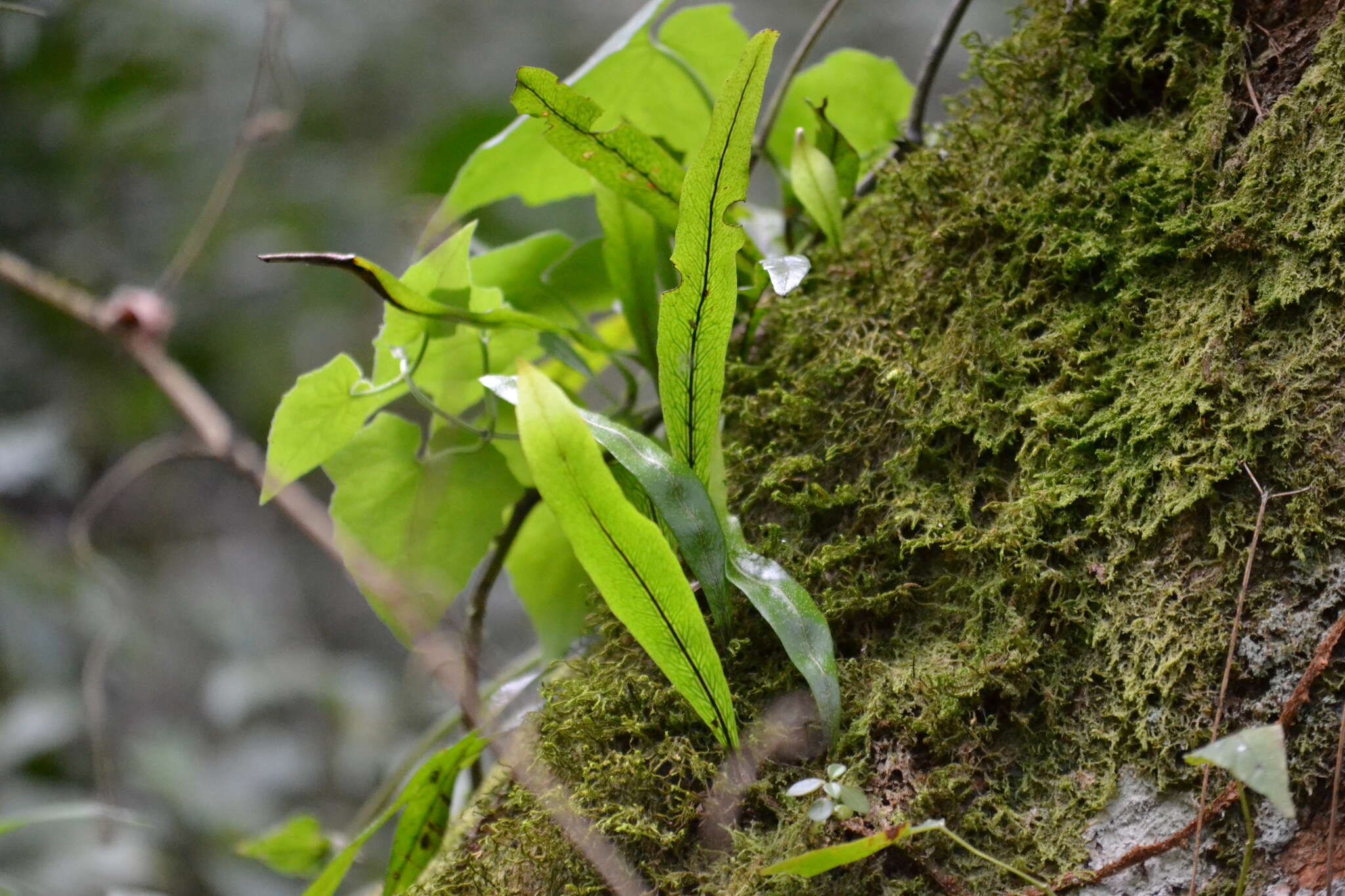 Image of Pleopeltis crassinervata (Fée) T. Moore