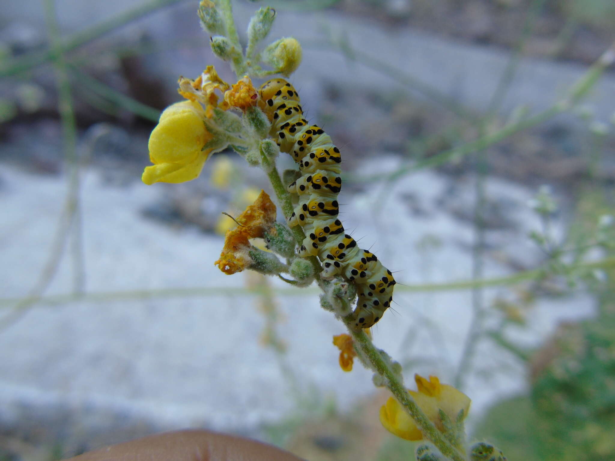 Image of Cucullia lychnitis Rambur 1833