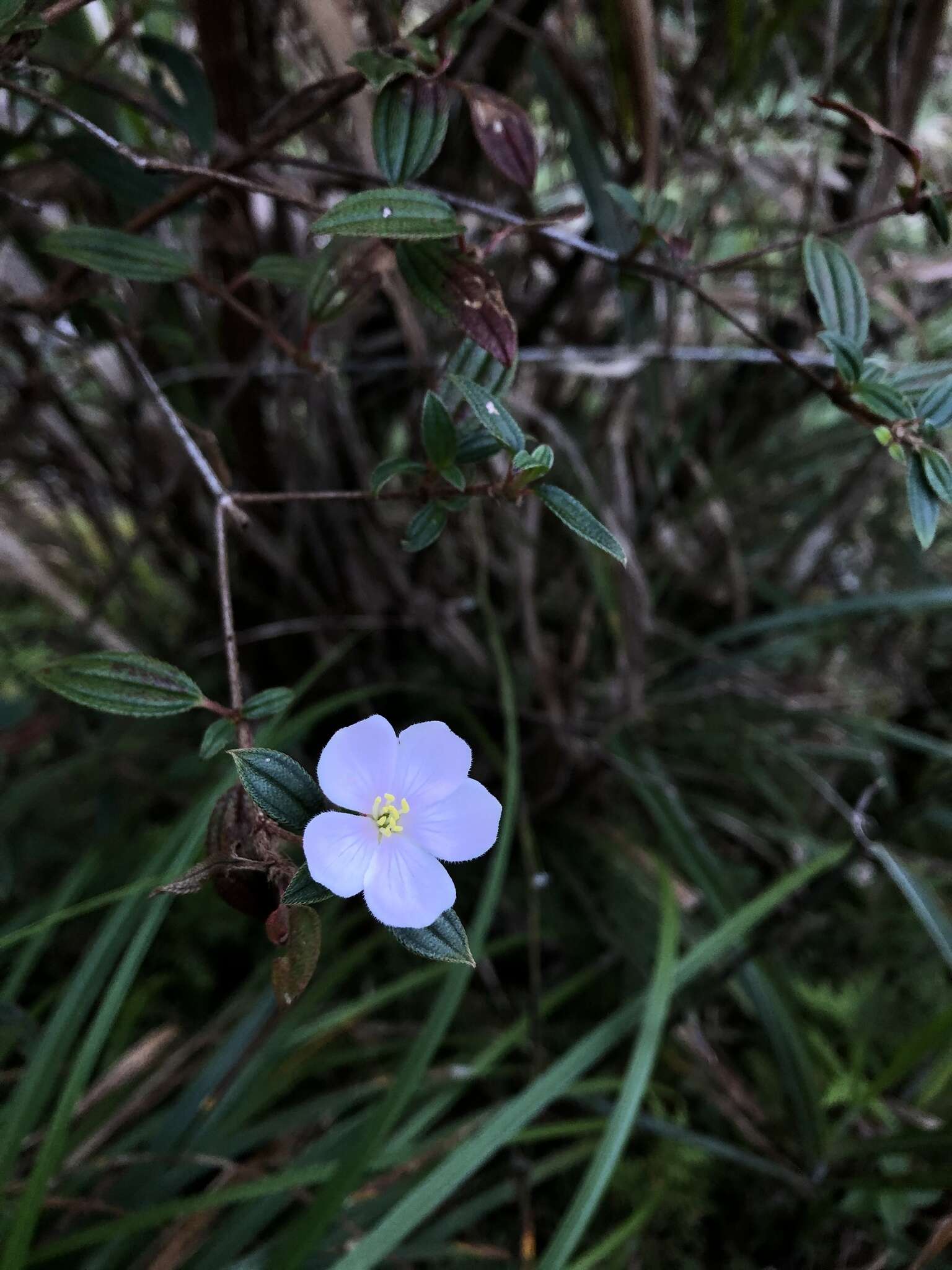 Plancia ëd Melastoma intermedium Dunn