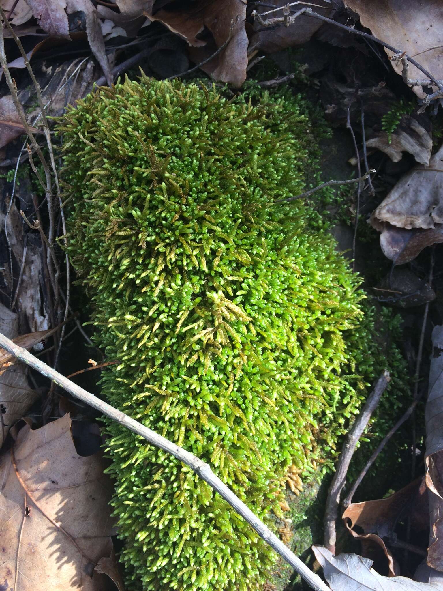 Слика од Bryoandersonia illecebra H. Robinson 1962