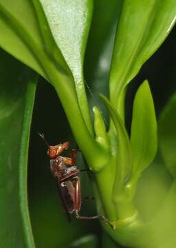 Imagem de Sepedon lobifera Hendel 1911