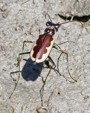 Image of Eunota circumpicta (La Ferté-Sénectère 1841)