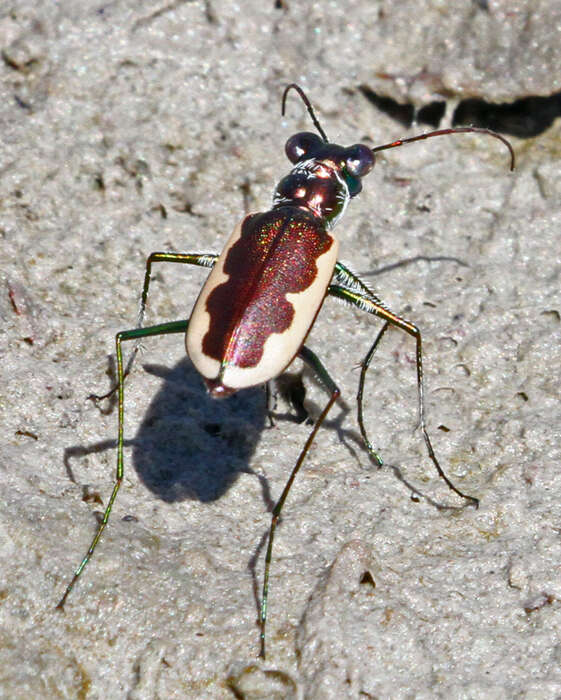 Слика од Eunota circumpicta (La Ferté-Sénectère 1841)