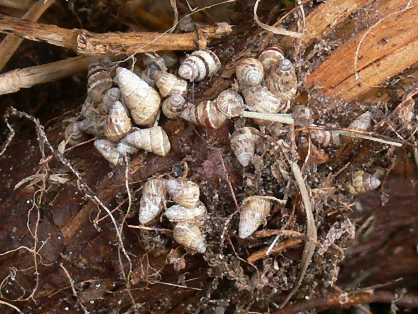 Imagem de Cochlicella barbara (Linnaeus 1758)