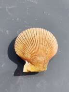 Image of Pacific pink scallop