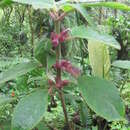 Image de Columnea lophophora Mansf.