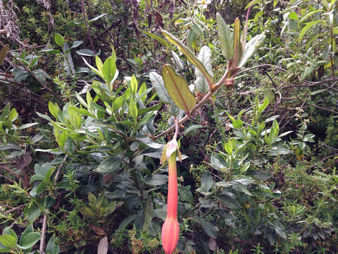 Image of Passiflora adulterina L. fil.