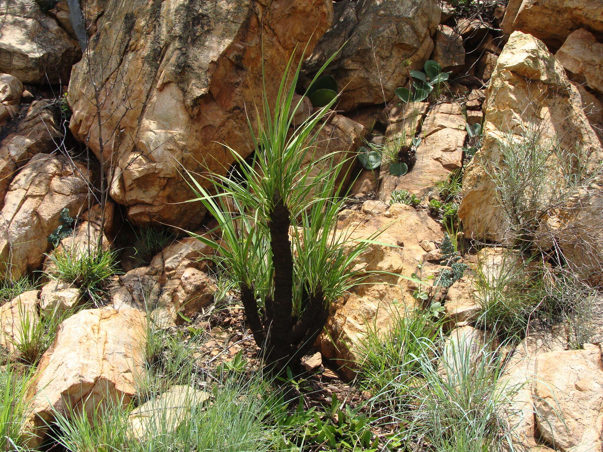 Image of Black-stick lily