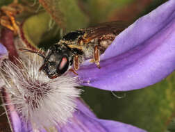 Lasioglossum platychilum Walker 1999 resmi