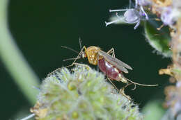 صورة Aedes cinereus Meigen 1818