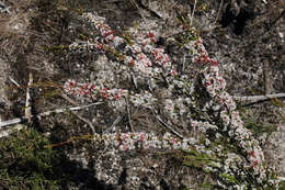 Image of Micromyrtus sessilis J. W. Green