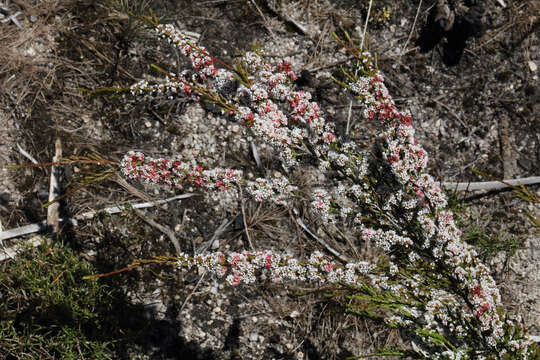 Image of Micromyrtus sessilis J. W. Green