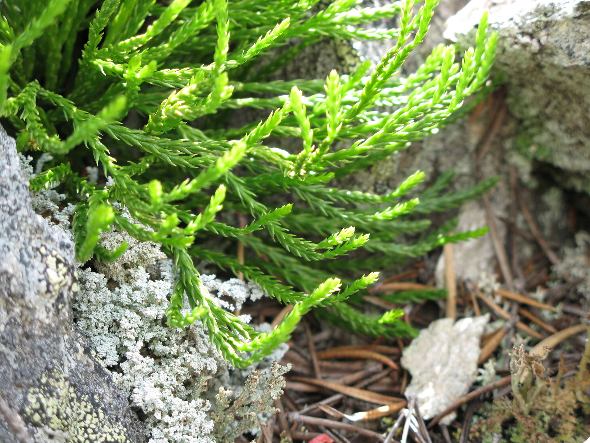 Image of savinleaf groundpine