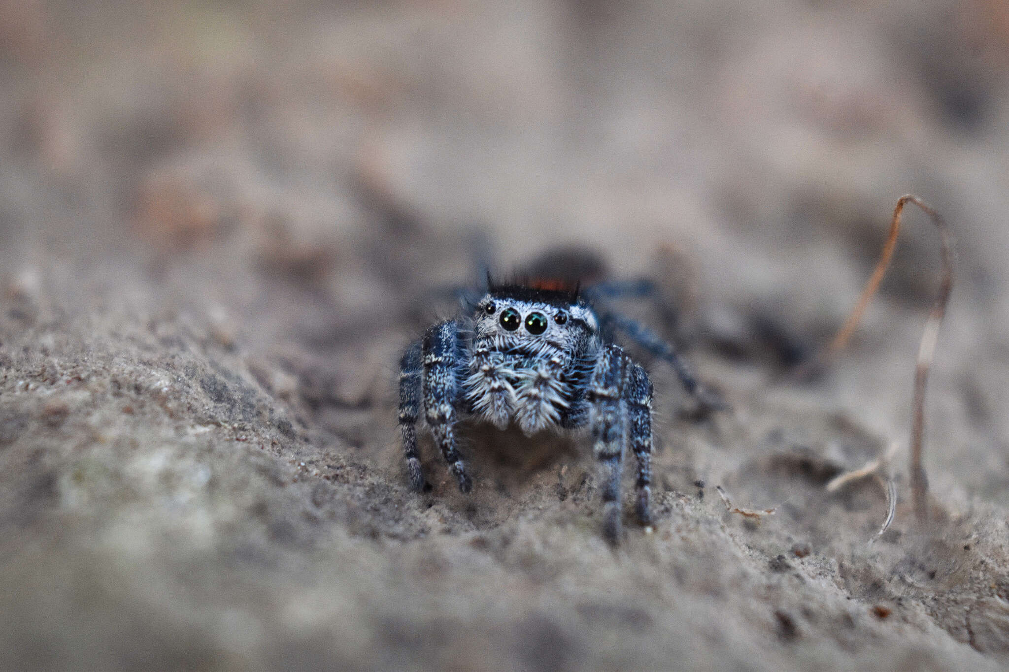 Image of Phidippus pompatus Edwards 2004