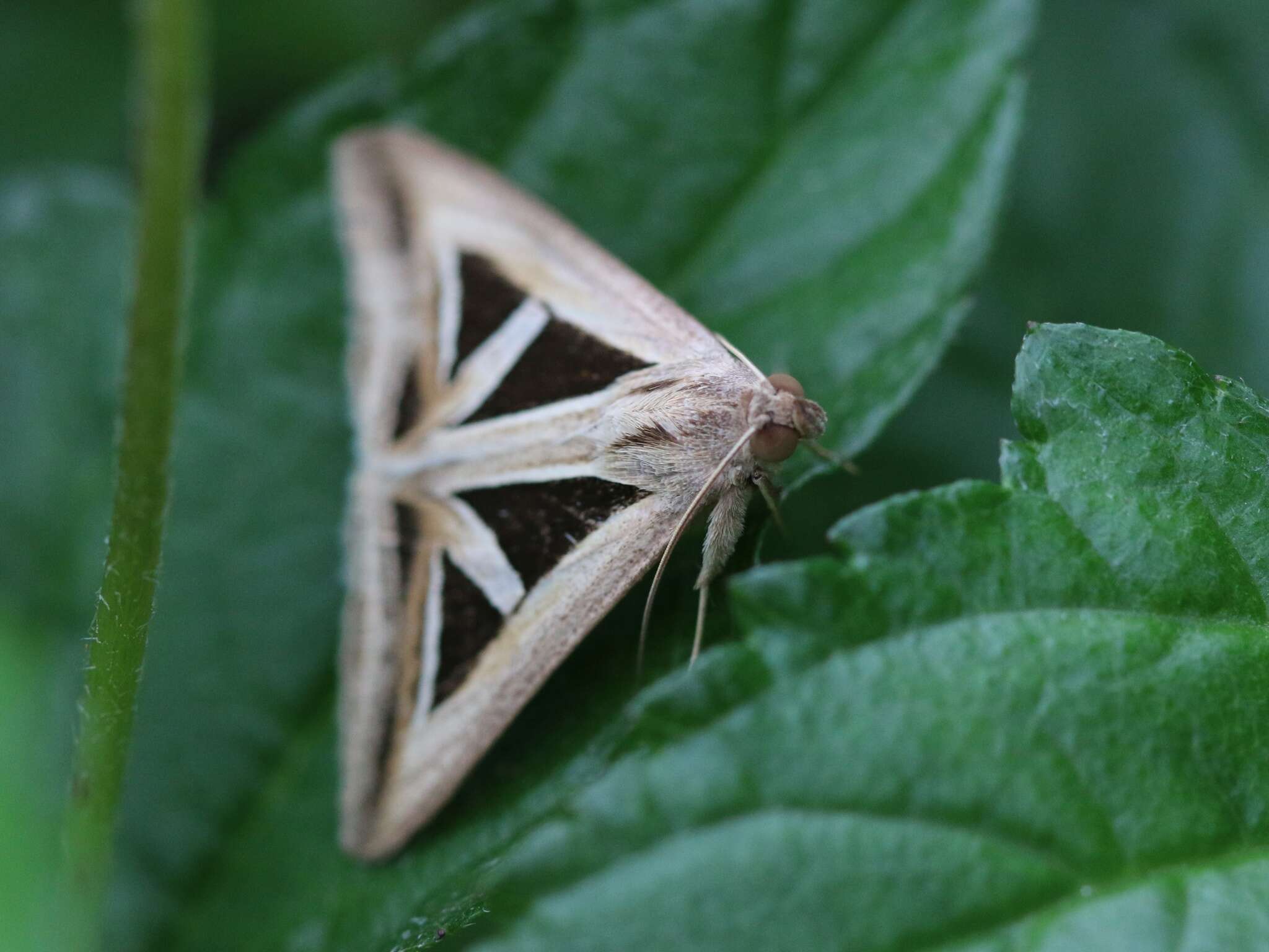 Image of Trigonodes hyppasia Cramer 1779