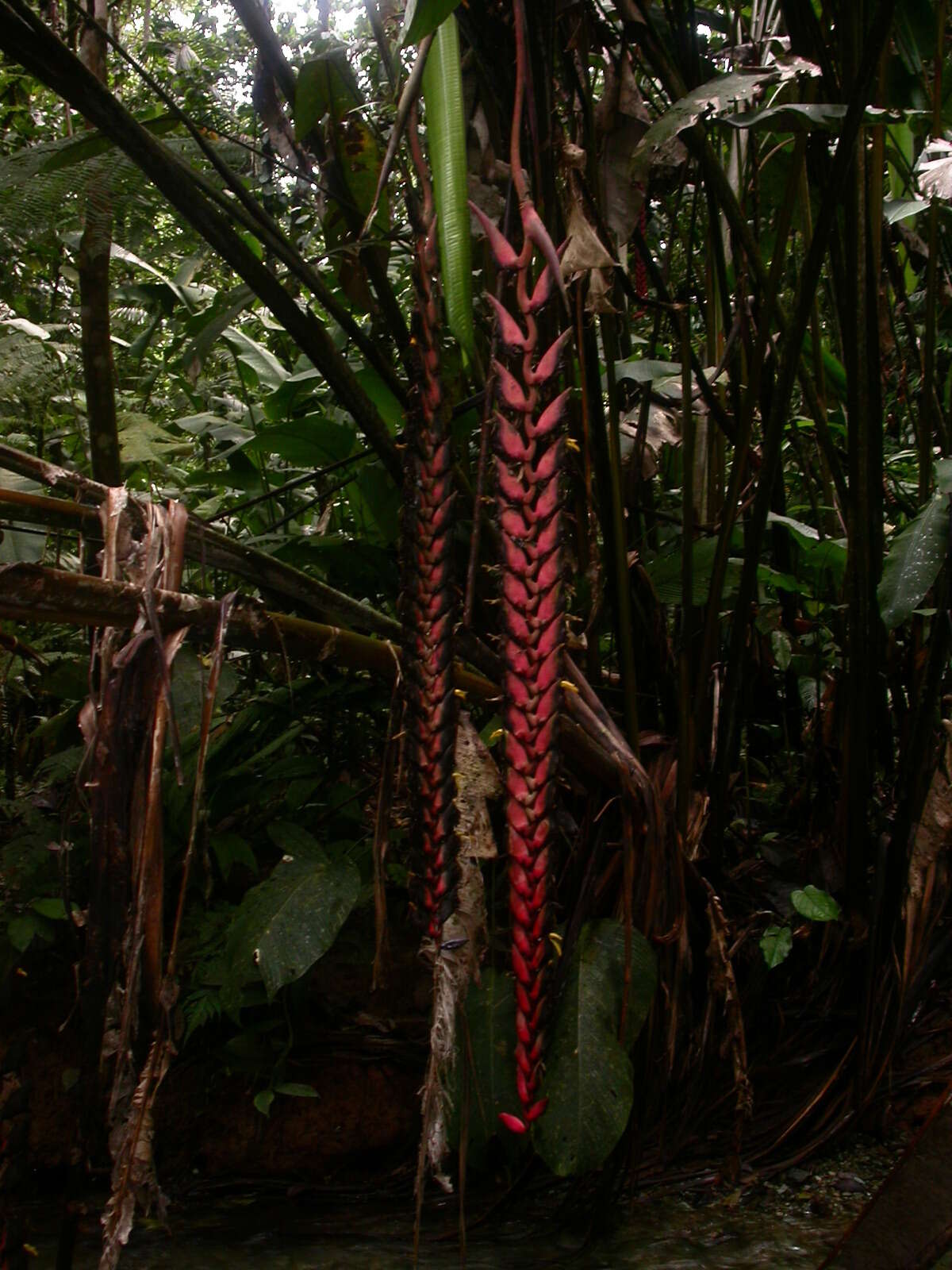 Image of Heliconia stilesii W. J. Kress