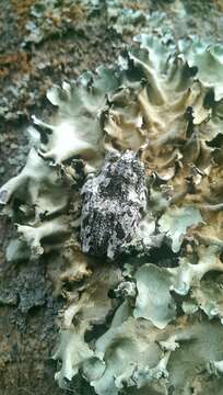 Image of Lichen treefrog