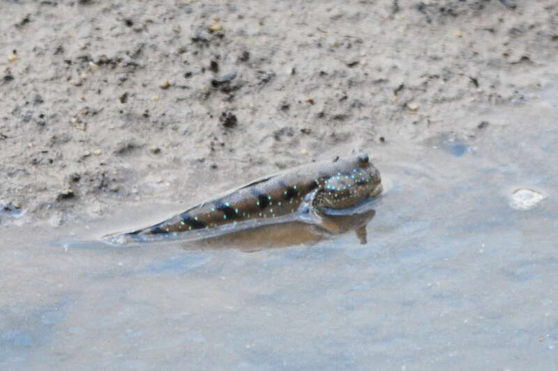 Image of Blue-spotted Mudskipper