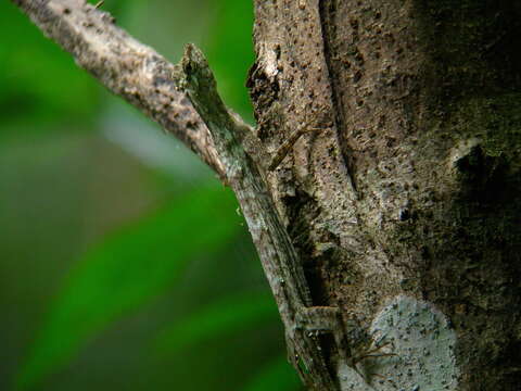 Imagem de Draco obscurus Boulenger 1887