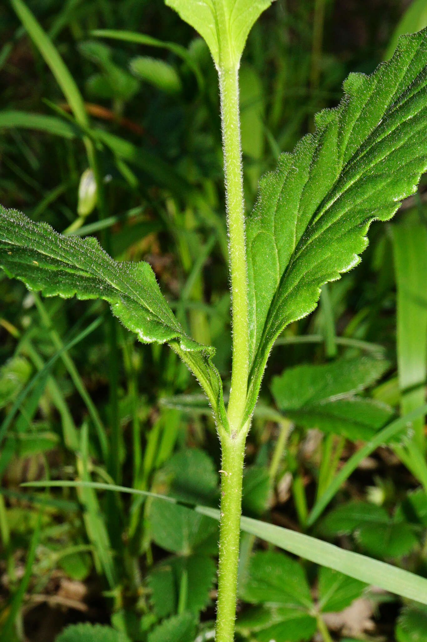 Sivun Veronica orchidea Crantz kuva