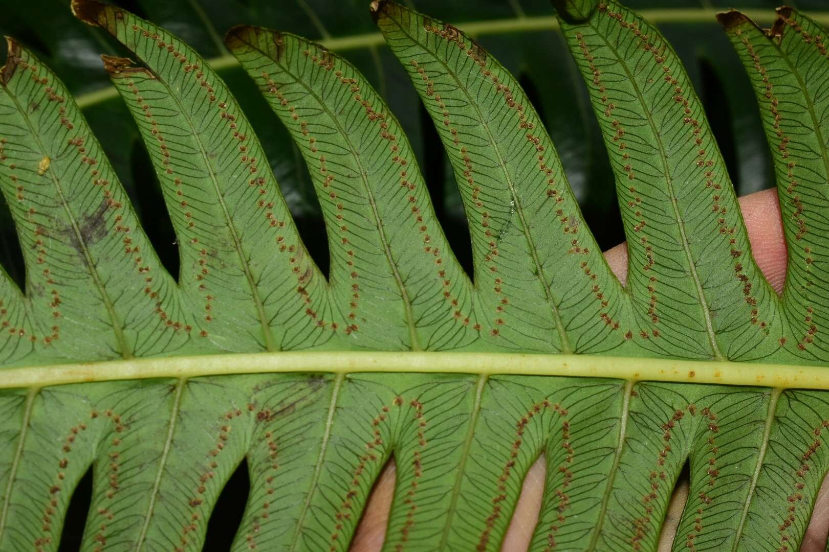 Imagem de Cyathea horrida (L.) Sm.