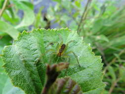 Dolomedes fimbriatus (Clerck 1757) resmi