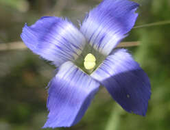 Image of grand fringed gentian