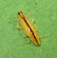 Image of Two-spotted leafhopper