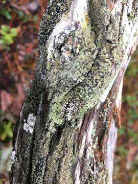 Image of biatora lichen