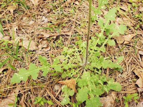 Image of tall false hawksbeard