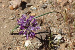 Image of fringed onion