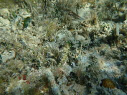 Image of Bucktooth Parrotfish