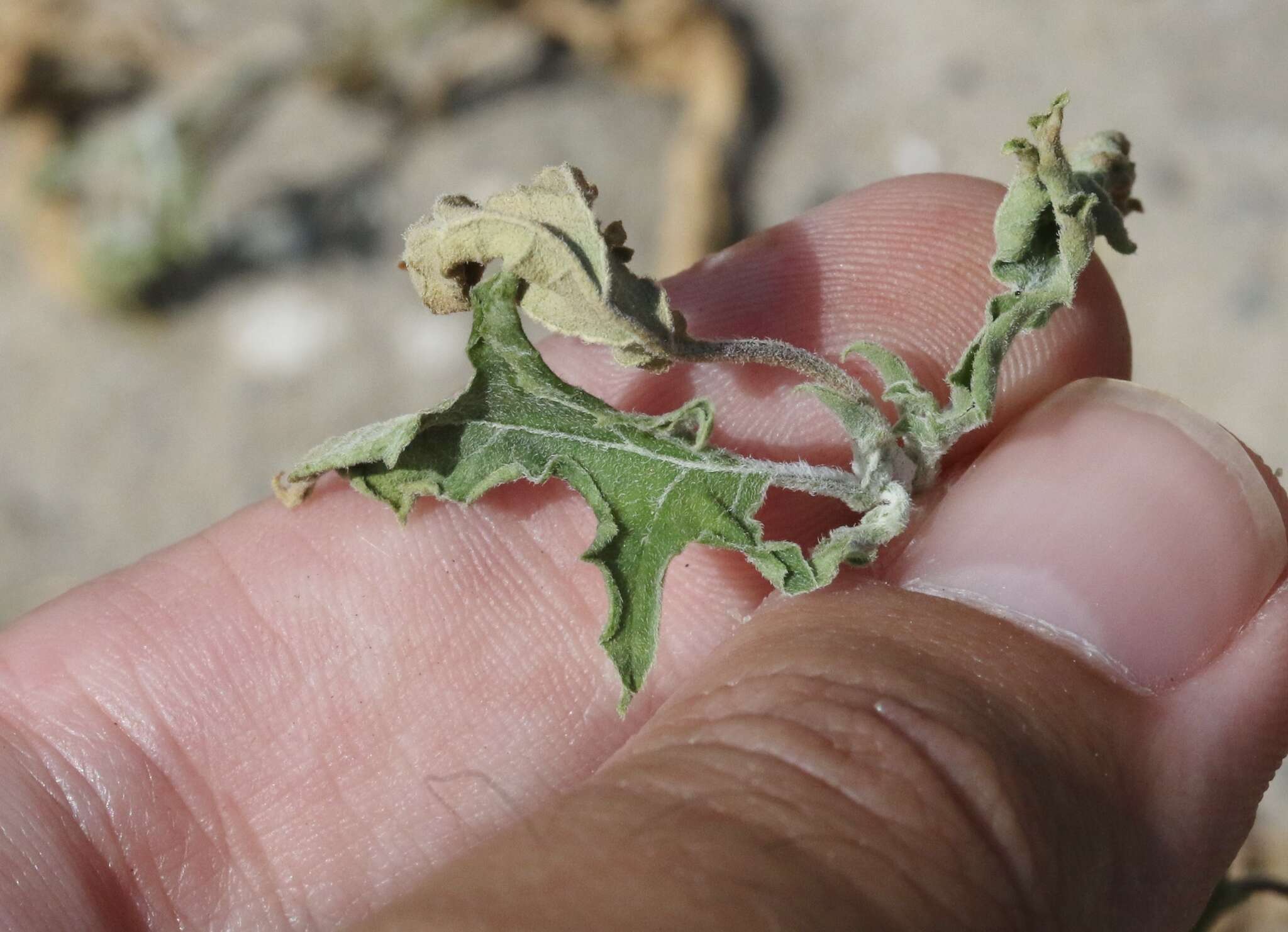 Image of Chinese thorn-apple