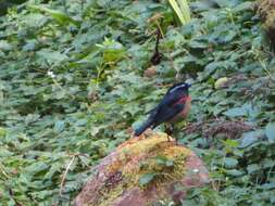 Image of Collared Bush Robin