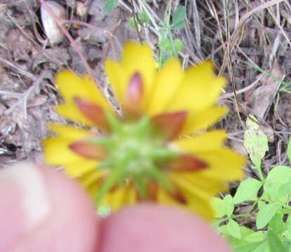 Imagem de Coreopsis basalis (Otto & A. Dietr.) Blake