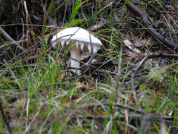 Image de Amanita farinacea (Sacc.) Cleland & Cheel 1914