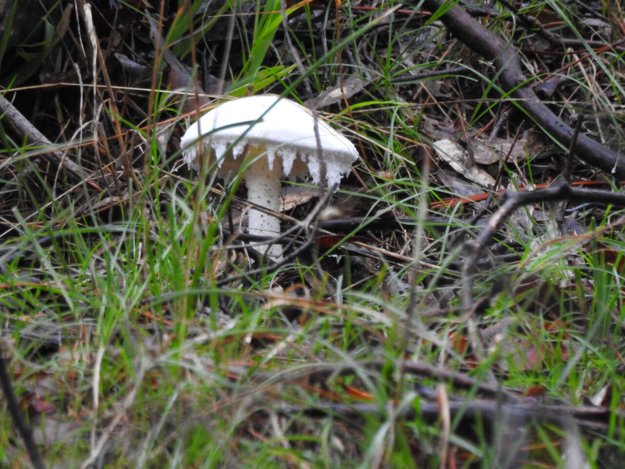 Image de Amanita farinacea (Sacc.) Cleland & Cheel 1914