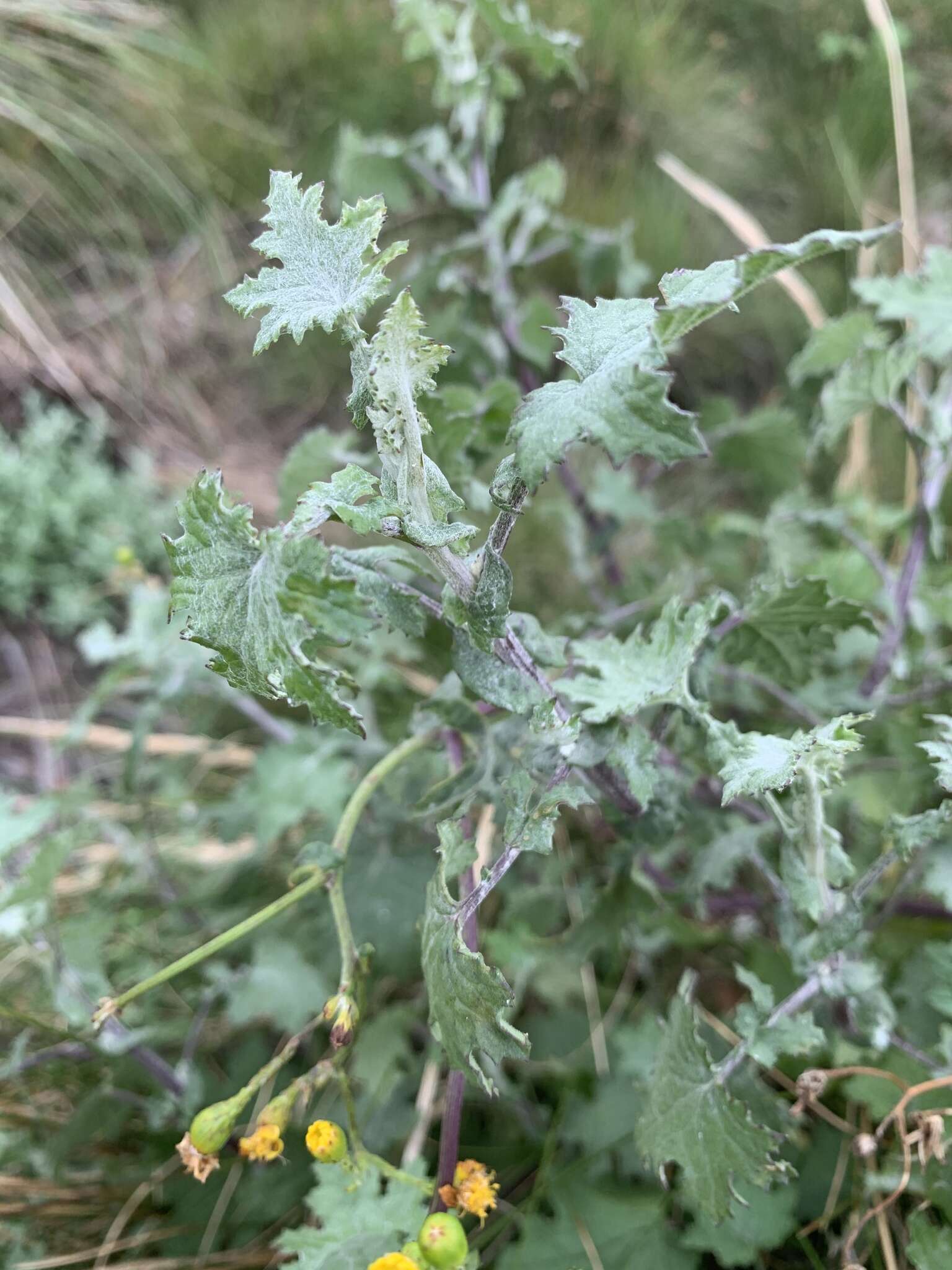 Image of <i>Cineraria <i>erodioides</i></i> var. erodioides