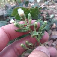 Image of Archibaccharis auriculata (Hemsl.) G. L. Nesom